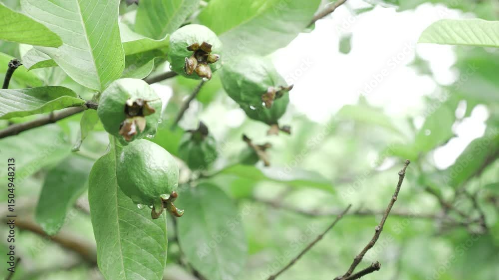 Natures bounty A guava tree in bloom Natures bounty A guava tree in bloom