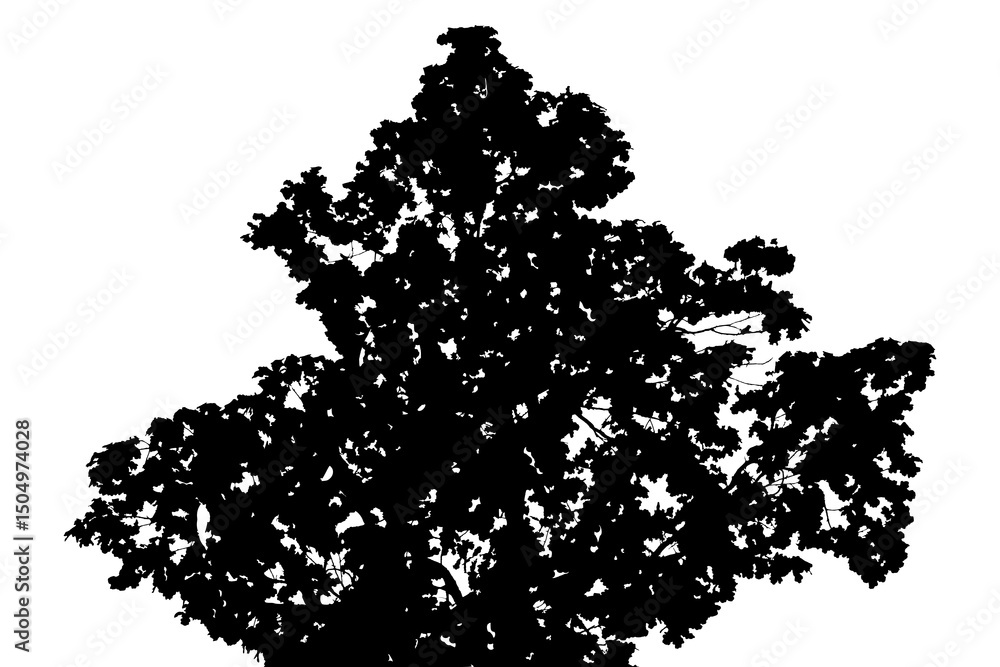 Fototapeta premium Illustration, silhouette of oak branch on transparent background