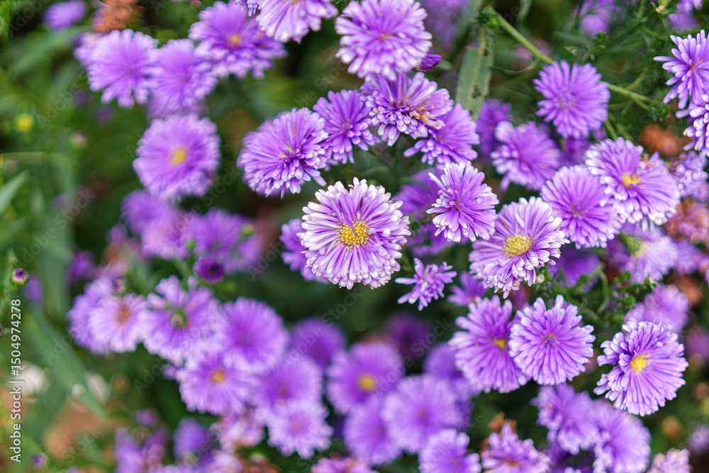 Obraz premium A vibrant tapestry of purple flowers creates an atmosphere filled with serenity. The image showcases nature's beauty and the flowers present a soothing palette of floral colors.