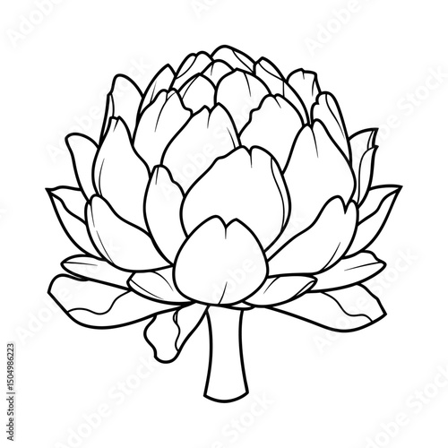 Artichoke Line Drawing Illustration