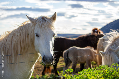 Foto icelandic horse