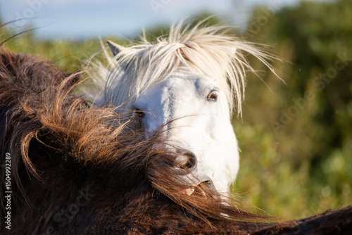 Foto icelandic horse