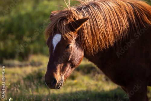 Schilderij op canvas icelandic horse
