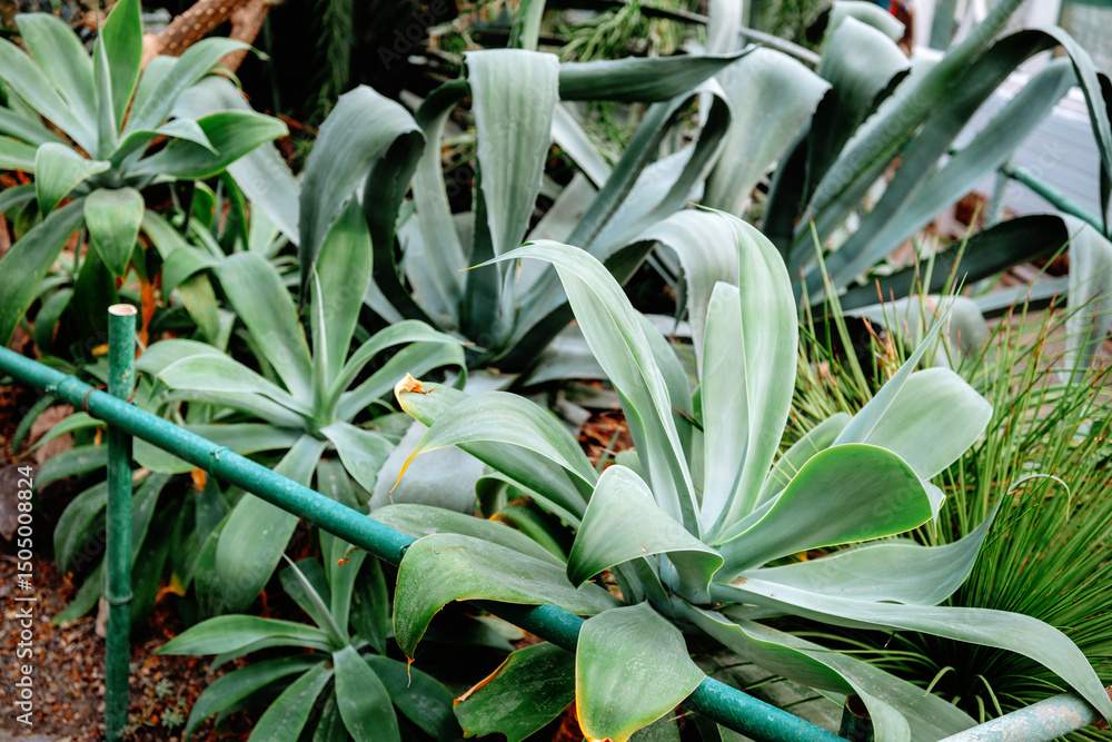 Obraz premium Green agaves thrive in a garden near a wooden fence in bright daylight
