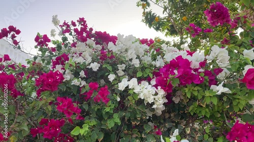 Wallpaper Mural A vibrant display of bougainvillea flowers with bright pink and white hues fills a garden. Sunlight reflects off the petals, creating a lively atmosphere during a clear spring day. Torontodigital.ca