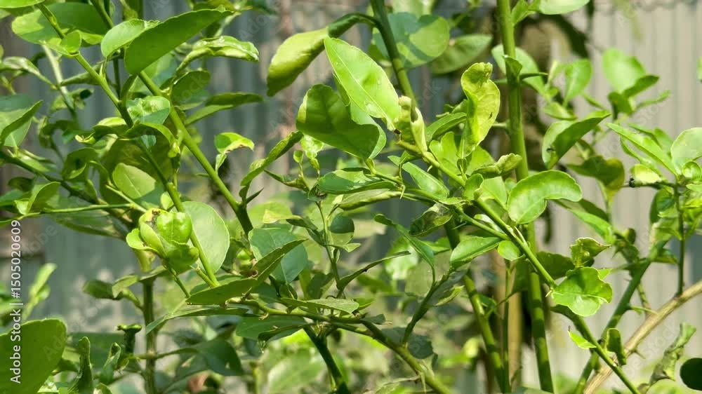 Infected Citrus Lemon Tree Leaves with Visible Disease Symptoms
Infected Citrus Lemon Tree Leaves with Visible Disease Symptoms