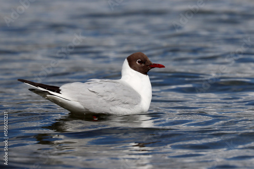 Photography Black-headed gull