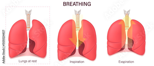 Breathing. Lung function. Respiration. Diaphragmatic breathingInhalation. Lung at rest, Inspiration and Exhalation. Human Respiratory system. 