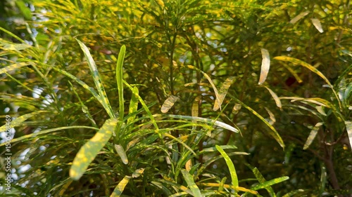 Wallpaper Mural Bright Sunlight Filtering Through Lush Green Branches and Leaves on a Clear Blue Sky Day in a Tropical Garden Torontodigital.ca