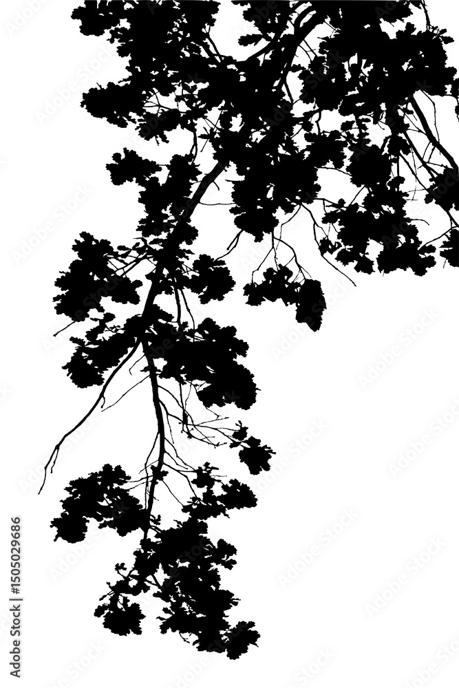 Naklejka premium Illustration, silhouette of oak branch on white background