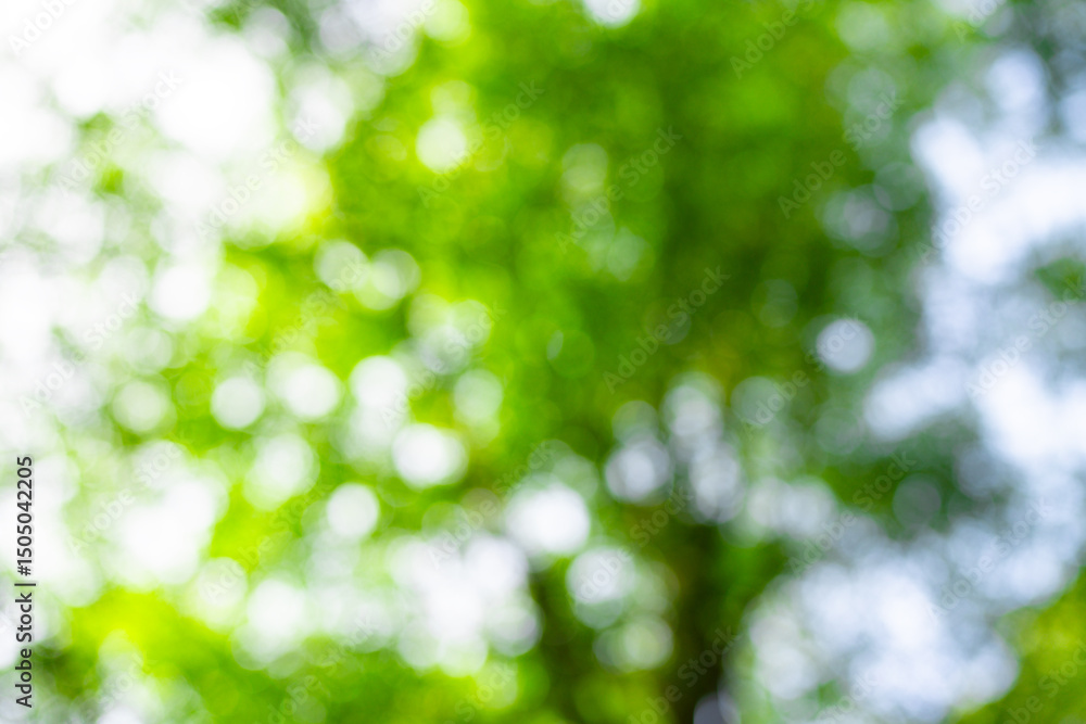 Obraz premium Forest background. Green leaf backdrop. Nature leaf background. Green leaf forest greenery background. Green in forest. Green plants backdrop. Nature leaf on greenery blurred.