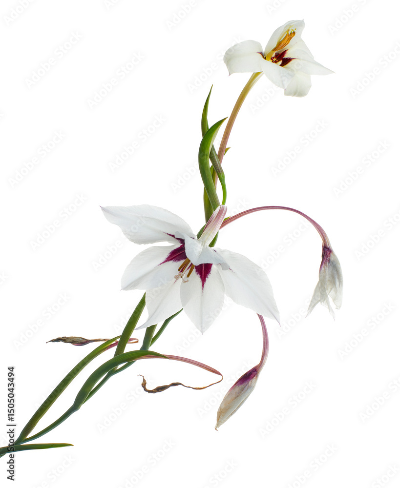 Fototapeta premium Mesua ferrea, Ceylon ironwood, White flower isolated on white background with clipping path 