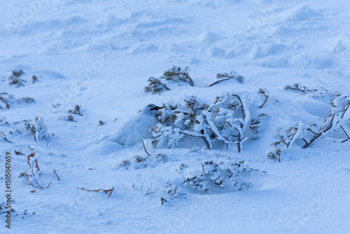 Foto 立山で春の雪の中、ハイマツの前に佇む雷鳥を撮影。冬毛のまま自然と見事に調和した姿が印象的です。