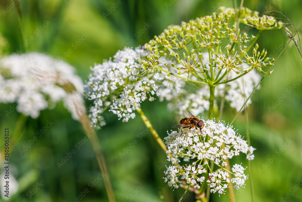 Common Drone fly on a wildflower Common Drone fly on a wildflower