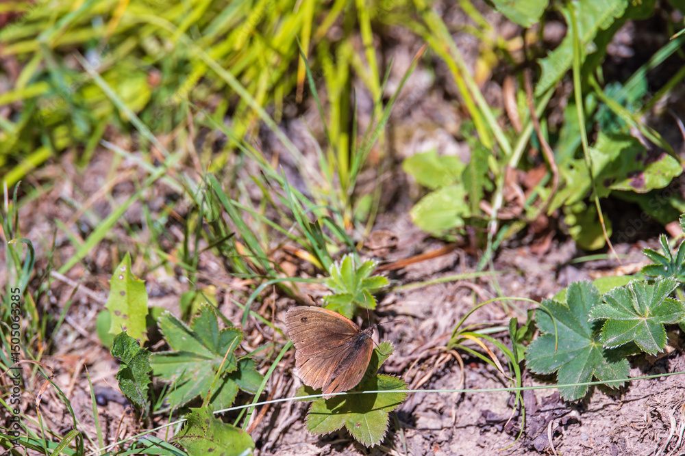 Meadow brown butterfly sitting on the ground Meadow brown butterfly sitting on the ground