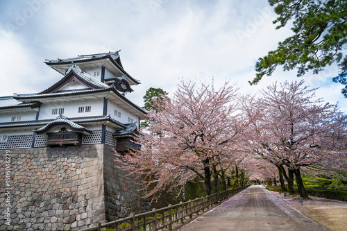 Sukura tree row in kanazawa castle and kenrokuen garden, Kanazawa, Japan