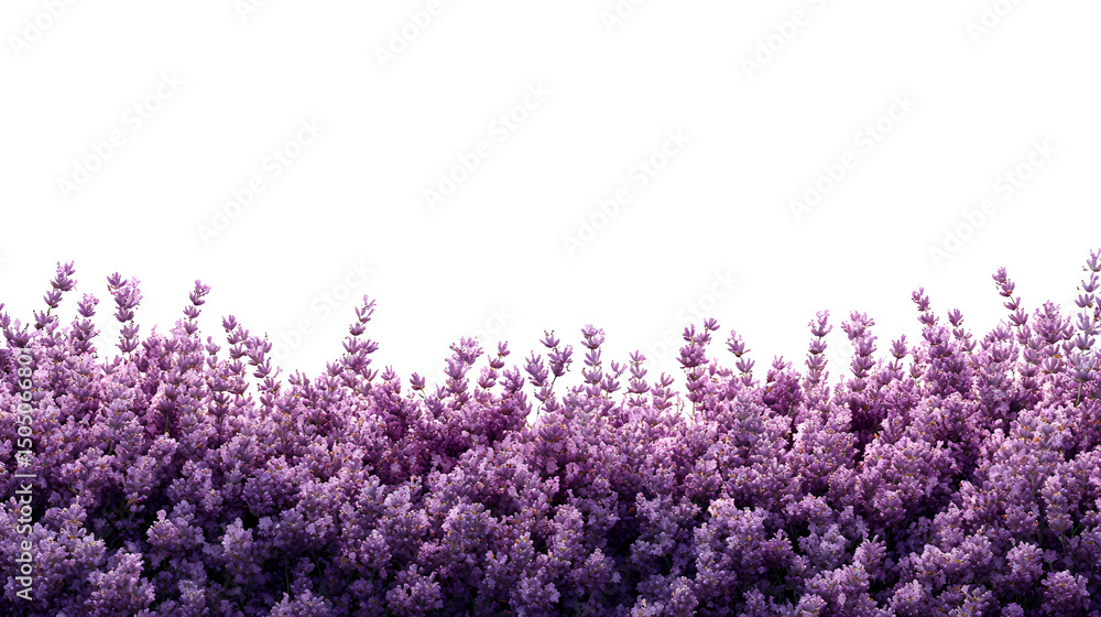 Naklejka premium A vibrant border of purple lavender flowers blooms against a stark white background, creating a visually striking contrast.