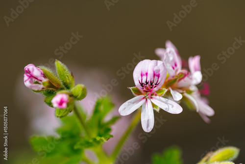  ローズゼラニウム