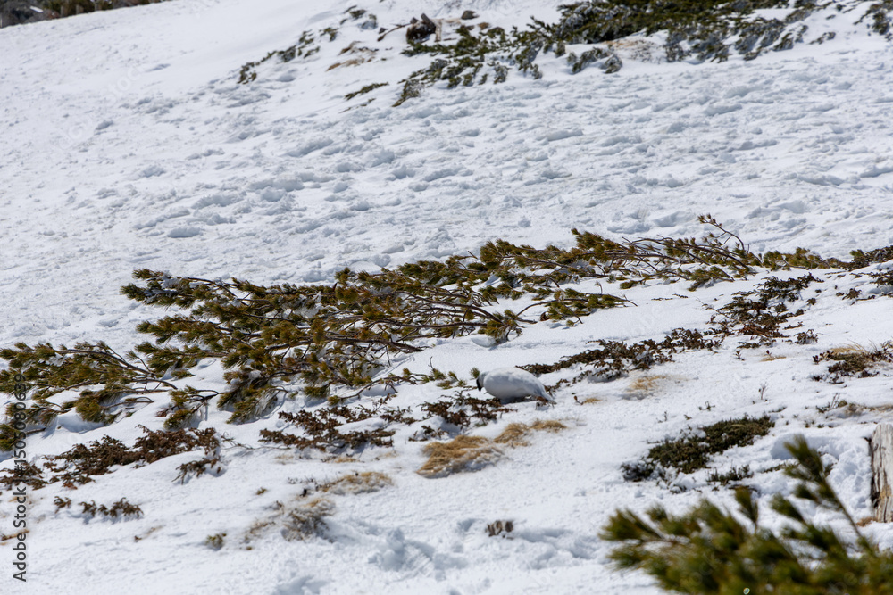 Obraz premium 雷鳥と立山連峰が広がる雪景色の高山地帯 白い羽毛の雷鳥がハイマツの雪景色に溶け込み、奥には快晴の空にそびえる立山連峰が見える。