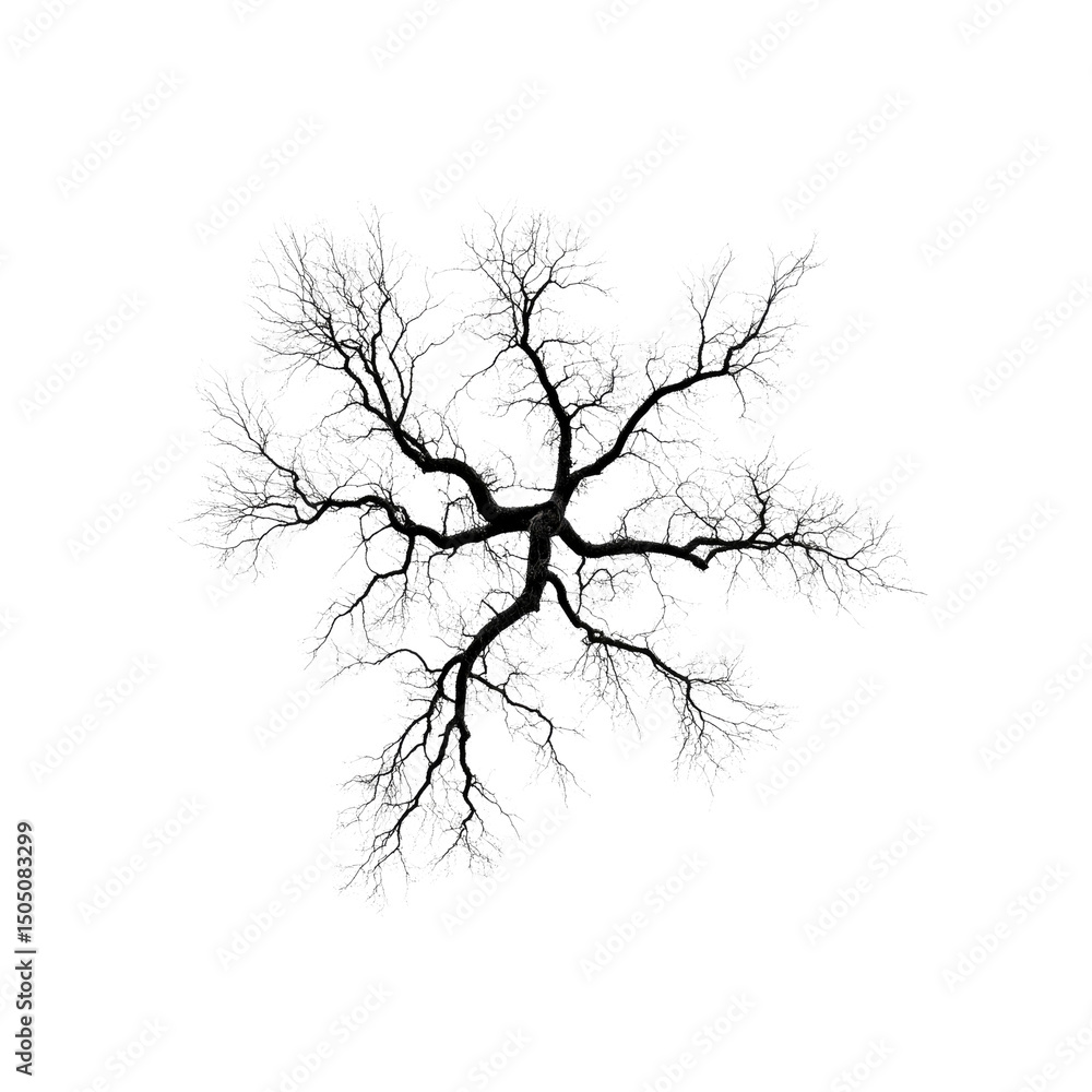 Fototapeta premium Aerial View of a Frost-Covered Tree, Winter Branches, Abstract Nature