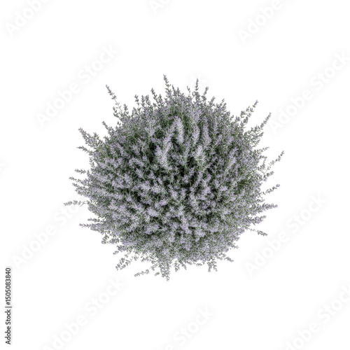 Aerial View of a Lush Lavender Bush, Top Down Shot of Blooming Lavender Plant