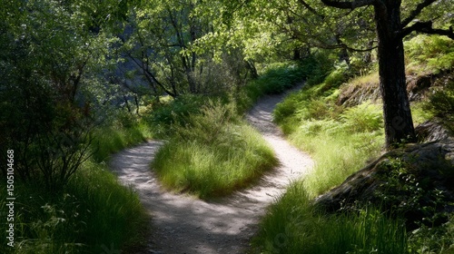 A forked path in nature, symbolizing life's choices and possibilities
