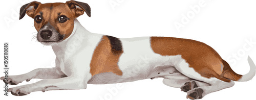 Relaxed Dog Lying on White Background