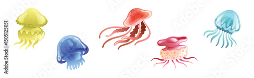 Jellyfish and Sea Jelly as Free-swimming Marine Animal Vector Set