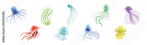 Jellyfish and Sea Jelly as Free-swimming Marine Animal Vector Set
