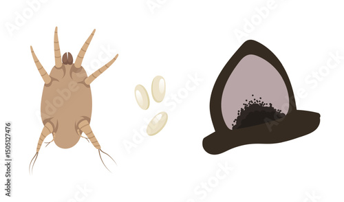 Ear Mite Infestation in Cats, Symptoms and Parasite Appearance