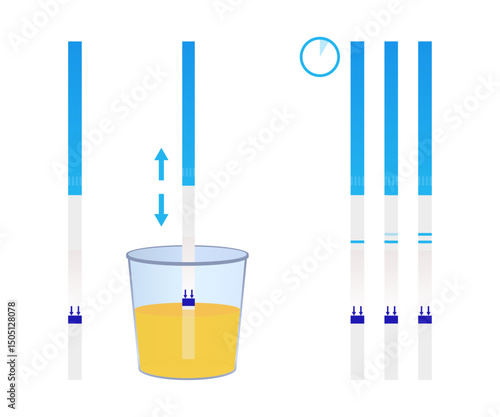 Pregnancy test showing positive result after being dipped in urine sample