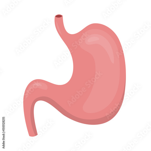Human stomach representing digestive system on white background