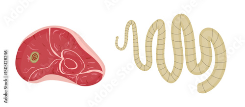 Tapeworm larva in raw meat causing parasitic infection
