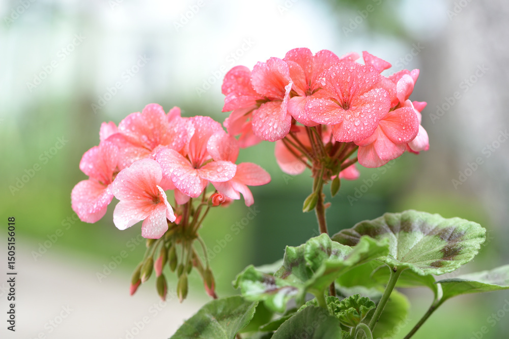 Fototapeta premium Geranium. small pale pink flowers. in drops of morning dew or after rain. Floral background. Pink flowers of homegrown violets in a pot on a green background. bokeh, beautiful flower