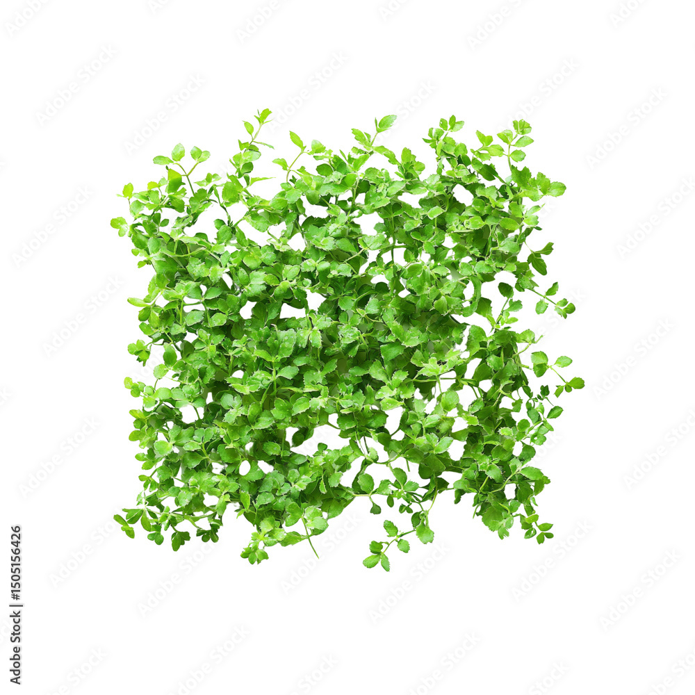 Obraz premium Lush Green Baby's Tears Plant Top View