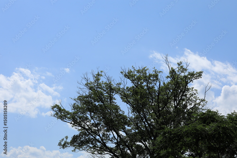 Obraz premium 山と雲と木と月