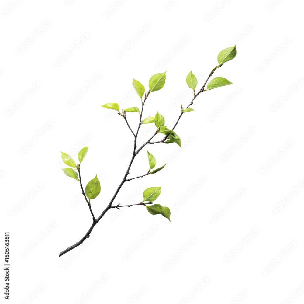 Fresh Spring Branch with Vibrant Green Leaves Isolated on Transparent Background Fresh Spring Branch with Vibrant Green Leaves Isolated on Transparent Background