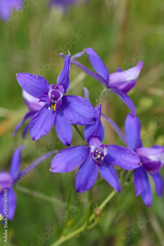 blue flowers of Consolida regalis, known as forking larkspur, rocket-larkspur, and field larkspur in the meadow