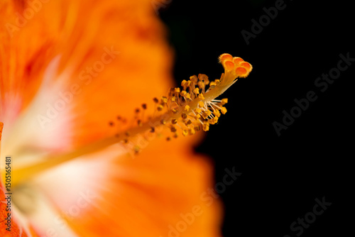 Fototapet close up of pistil of a orange flower