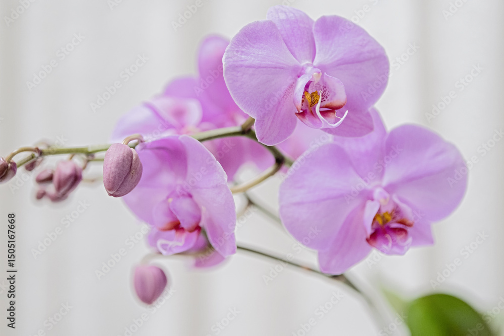 Obraz premium pink orchid flower, phalaenopsis, close up, white background