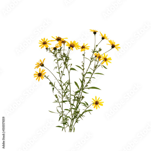 Vibrant Yellow Wildflowers on Transparent Background