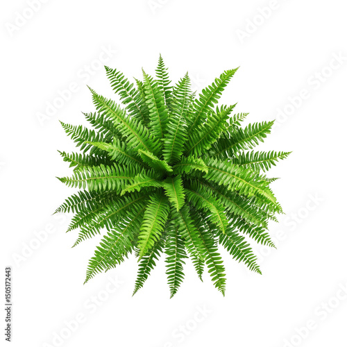 Lush Green Fern Plant, Aerial View, Isolated on Transparent Background