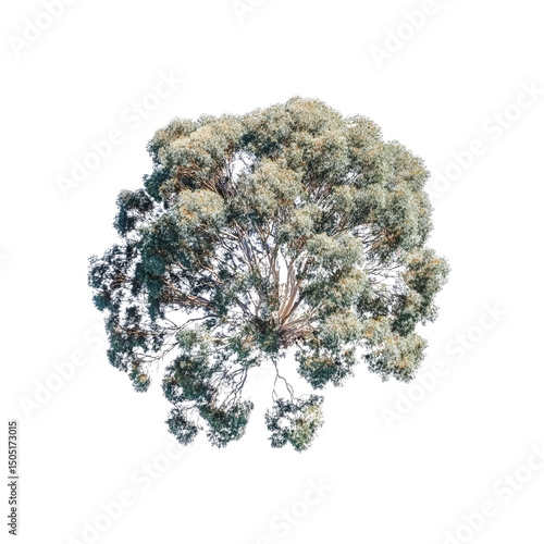 Aerial View of a Lush Eucalyptus Tree Canopy
