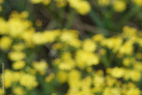 Wallpaper Mural Natural blurred background. Wild yellow flowers in the field. Torontodigital.ca
