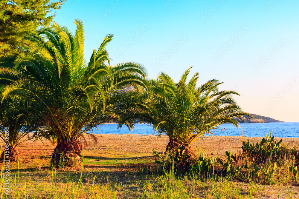 Obraz premium palm tree on the beach and sea view