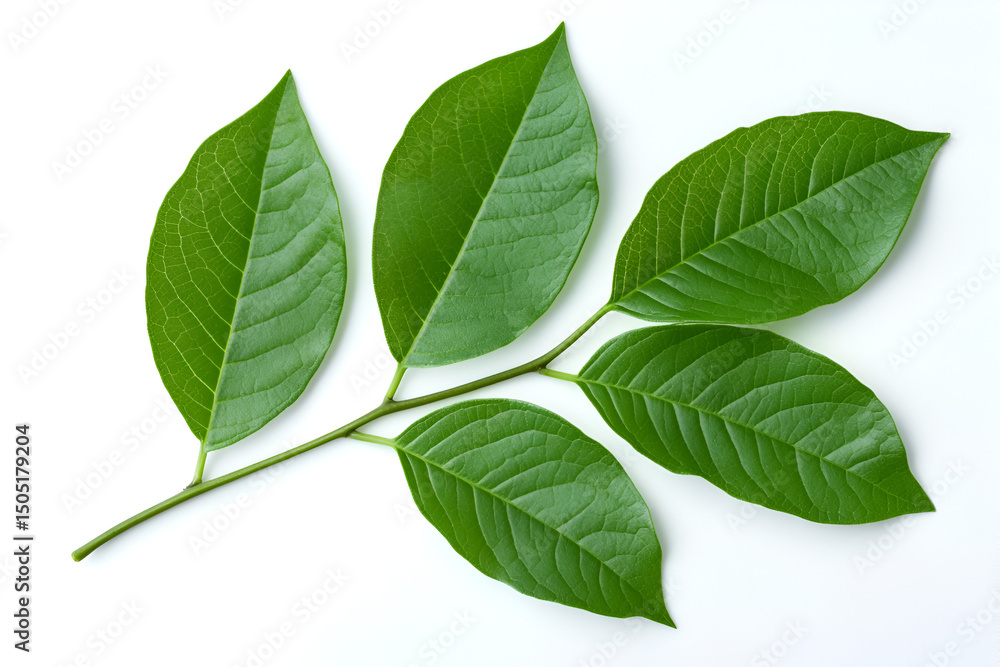 Obraz premium Fresh green leaves on a branch, isolated against a white background, evoke the essence of nature's vibrant spring growth and new life