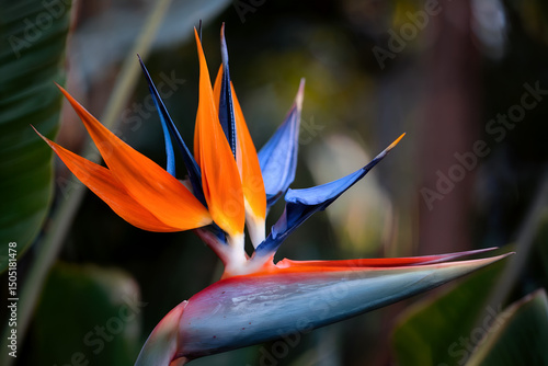 Bird of Paradise Flower in Bloom