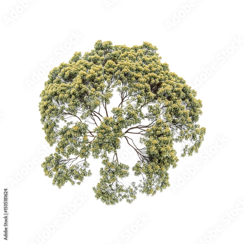 Aerial View of a Dense, Bushy Tree with Yellow-Green Foliage