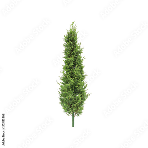 Isolated Tall Cypress Tree on Transparent Background