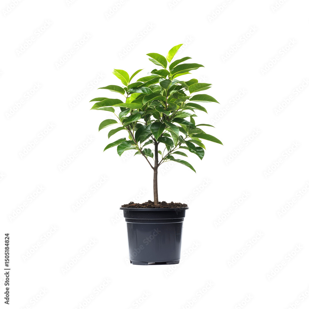 Fototapeta premium Lush Green Potted Plant, Vibrant Foliage, Indoor Plant, Houseplant